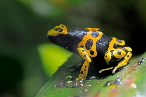 Yellow-banded poison dart frog (Dendrobates leucomelas), adult, on leaf, on land, South America,