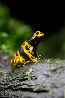 Yellow-banded poison dart frog (Dendrobates leucomelas), adult, on leaf, on land, South America,