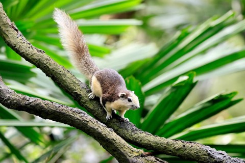 Finlayson's squirrel (Callosciurus finlaysonii), adult, on tree, foraging, Singapore, Southeast