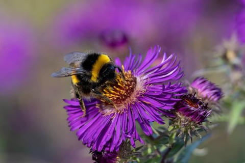 Garden bumblebee (Bombus hortorum) adult bee insect feeding on purple garden Aster plant flower in