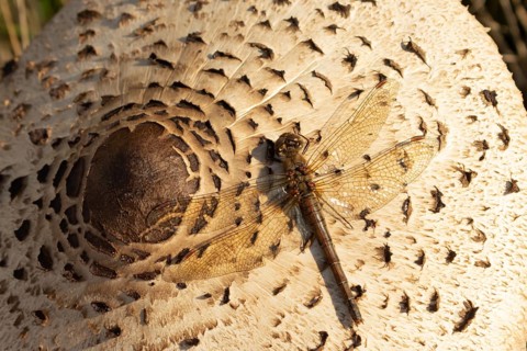 Common darter dragonfly (Sympetrum striolatum) adult insect on a Parasol mushroom in autumn,