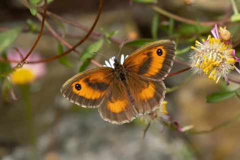 Gatekeeper butterfly (Pyronia tithonus) adult insect feeding on garden Mexican fleabane daisy