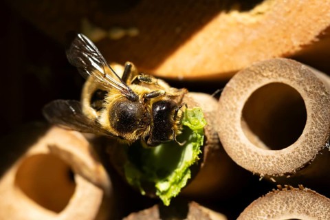 Leaf cutter bee (Megachile centuncularis) adult insect returning to a bee hotel box with leaves in