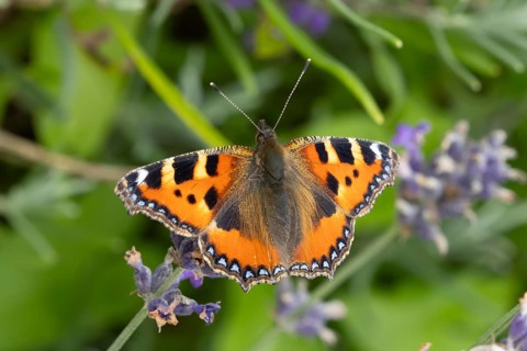 Small tortoiseshell butterfly (Aglais urticae) adult insect feeding on a garden blue English