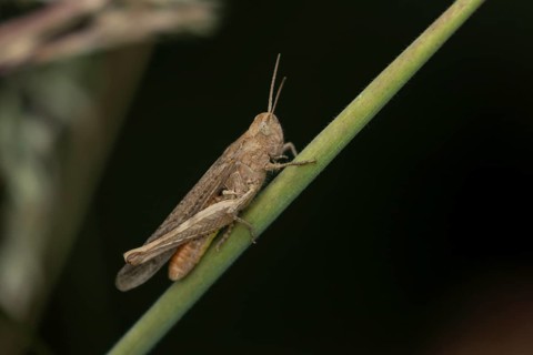 Common field grasshopper (Chorthippus brunneus) adult insect on a grass stem in summer, England,