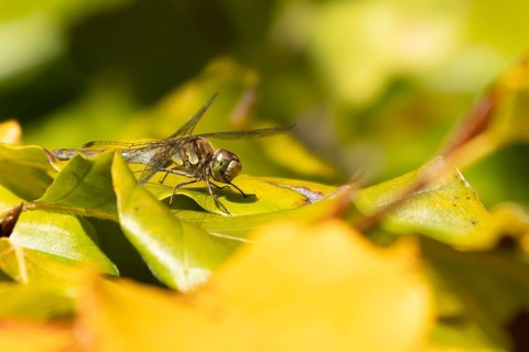 Common darter dragonfly (Sympetrum striolatum) adult insect on a tree leaves in autumn, England,