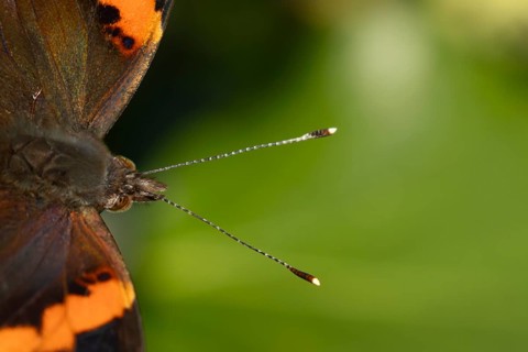 Red admiral butterfly (Vanessa atalanta) adult insect head portrait in summer, England, United