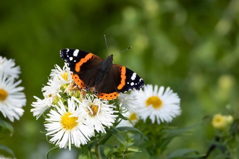 Red admiral butterfly (Vanessa atalanta) adult insect feeding on garden daisy flowers in summer,