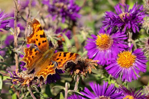 Comma butterfly (Polygonia c-album) adult insect feeding on a garden Aster flowers in summer,