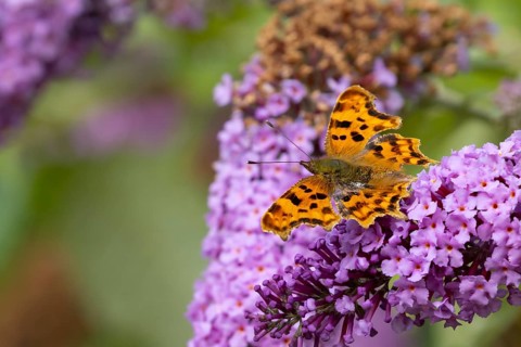 Comma butterfly (Polygonia c-album) adult insect feeding on a garden purple Buddleia flowers in