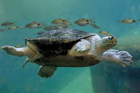 Burmese Roofed Turtle (Batagur trivittata), adult, in water, swimming, Myanmar, Asia, captive
