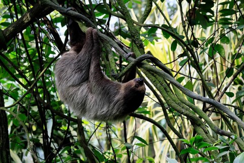 Linnaeus's two-toed sloth (Choloepus didactylus), Unau, adult, in tree, climbing, foraging,