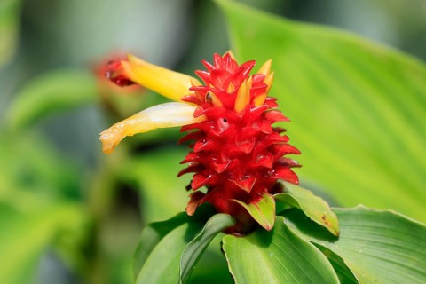 Costus productus, orange-tulip ginger, blossom, blooming, Columbia, South America