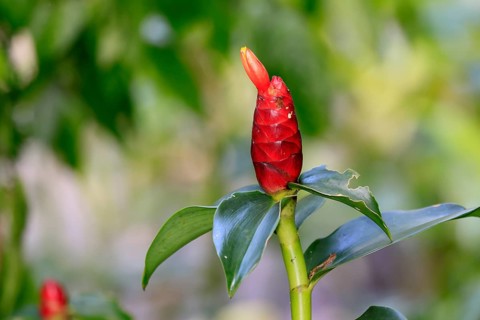 Torch ginger (Etlingera elatior), flowering, flower, Singapore, Southeast Asia
