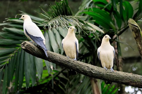 Magpie Fruit Dove (Ducula luctuosa), adult, group, three, vigilant, on tree, Southeast Asia,