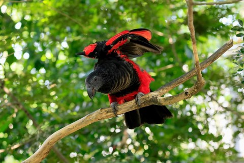 Bristle-headed Parrot (Psittrichas fulgidus), adult, on tree, spreading, wings, New Guinea,