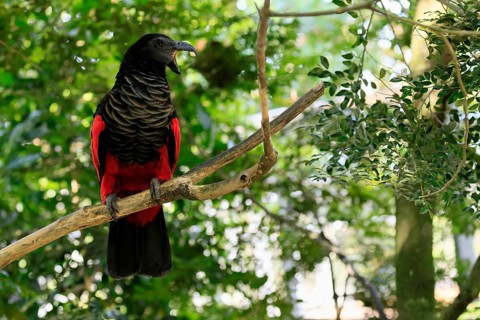 Bristle-headed Parrot (Psittrichas fulgidus), adult, on tree, calling, New Guinea, captive,