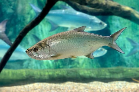 Atlantic tarpon (Megalops atlanticus), adult, in water, swimming, Atlantic Ocean, Singapore,