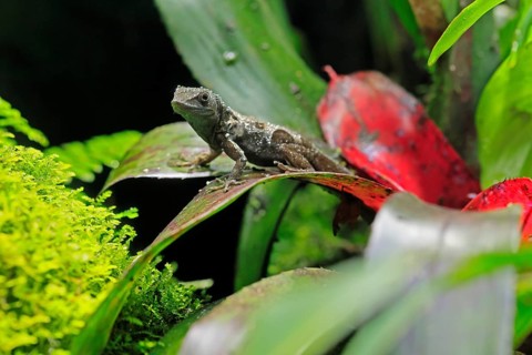 Graham's Anolis (Anolis grahami), Jamaican turquoise anole, adult, on leaf, Jamaica, Caribbean,