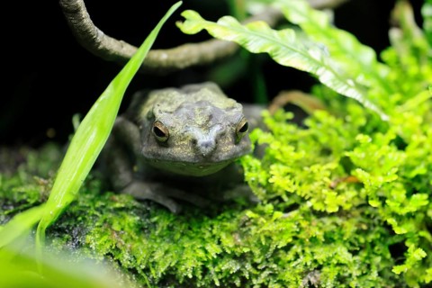Tree toad (Rentapia hosii), adult, portrait, on land, Malay Peninsula, Southeast Asia, Singapore
