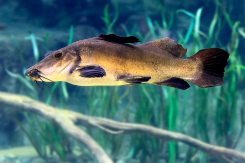Eye-spotted catfish (Auchenoglanis occidentalis), adult, swimming, in water, Africa, captive,