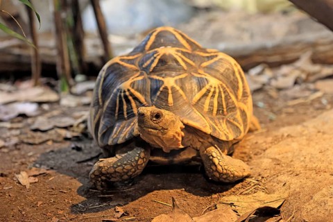 Burmese star tortoise (Geochelone platynota), adult, foraging, Myanmar, Asia, captive, Singapore