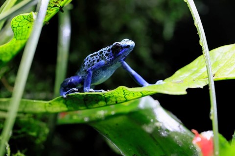 Blue poison dart frog, (Dendrobates tinctorius), adult, on leaf, alert, South America, captive