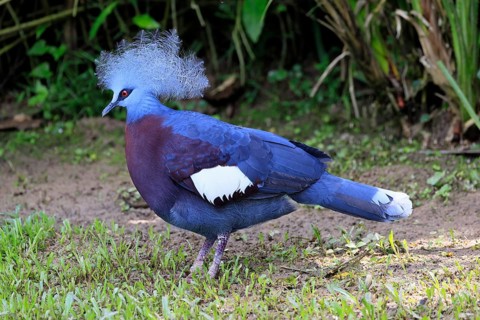 Blue-crested Crowned Pigeon (Goura cristata), adult, on the ground, foraging, alert, Indonesia,