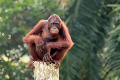 Borneo Orang Utan (Pan Paniscus), adult, female, sitting, on tree trunk, endangered species,