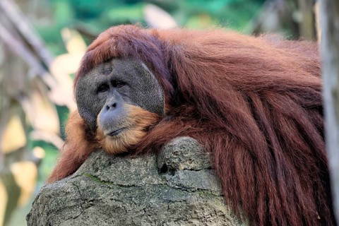 Borneo Orang Utan (Pan Paniscus), adult, male, portrait, resting, on rocks, endangered species,