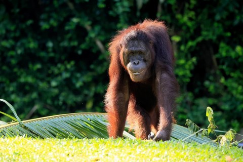 Borneo Orang Utan (Pan Paniscus), adult, female, on ground, endangered species, Borneo, Malaysia,