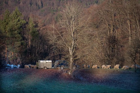 Shepherd with car and animal transporter with his sheep in a meadow, Egloffstein, Upper Franconia,