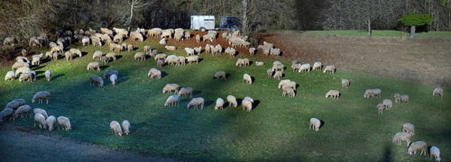 Shepherd with his sheep in a meadow, Egloffstein, Upper Franconia, Bavaria, Germany