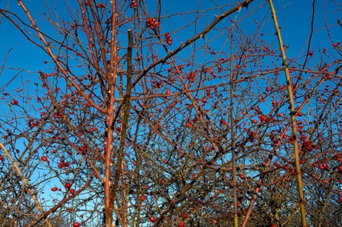 Rose hips (Rosa canina), blue sky, Franconia, Bavaria, Germany