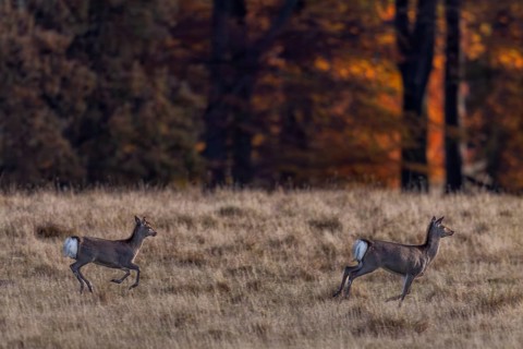 On the run, the mirror of the Sika deer (Cervus nippon) female and calf is clearly visible,