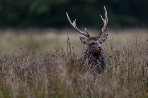 During the mating season, the sika deer (Cervus nippon) wears a distinctive rutting mane,