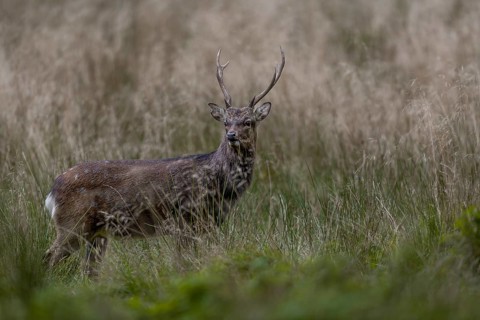 Sika deer (Cervus nippon) in a forest meadow, subspecies Japanese Sika deer, rut, Denmark