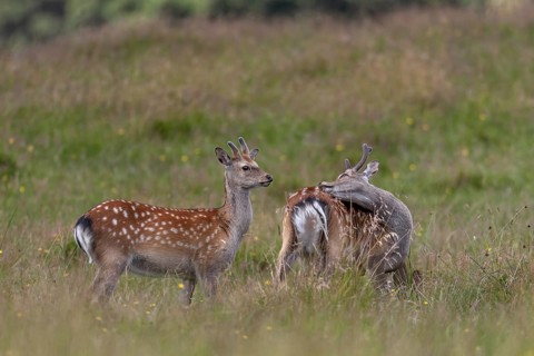Sika deer (Cervus nippon) in bast, in summer also adult animals have light-coloured spots on the