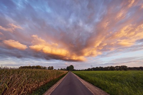 Grain field, trees, road, blue sky, cumulus clouds, stratocumulus clouds, evening light,