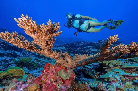 Underwater photo Diver looking at intact large staghorn coral (Acropora) without coral bleaching,