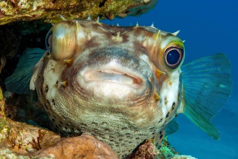 Brown spotted hogfish (Diodon holocanthus) Longspine hogfish hiding in narrow crevice of coral reef
