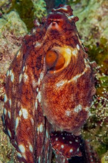 Common octopus (Octopus vulgaris) Octopus Cephalopod eight-armed squid erects itself changes skin