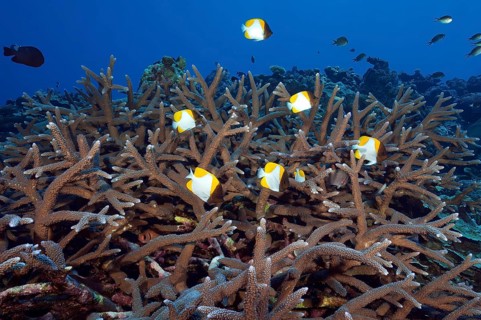 Underwater photo Group of small school of fish Pyramid butterflyfish (Hemitaurichthys polylepis)