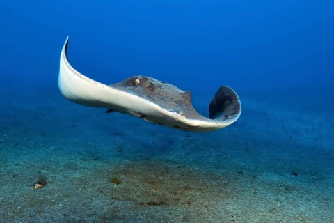 Rush-tailed stingray (Bathytoshia centroura) synonym (Dasyatis centroura) swimming towards