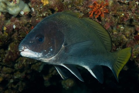 Underwater photo of grey mullet (Sciaena umbra) food fish hiding in grotto, Mediterranean Sea,