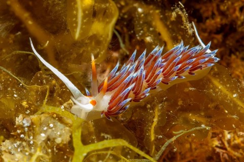 Underwater photo Migratory thread snail (Cratena peregrina) Nudibranch feeding on hydrozoa,