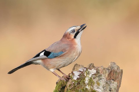 Eurasian Jay (Garrulus glandarius) sitting on a birch overgrown with moss, wildlife, corvid, nature