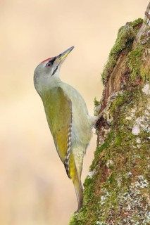 Grey-headed woodpecker (Picus canus), or great spotted woodpecker, male at a birch overgrown with