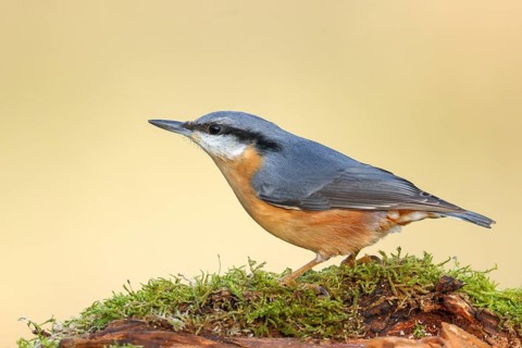 Nuthatch (Sitta europaea) sitting attentively on a moss-covered root, wildlife, nature photography,