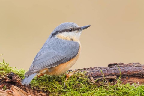 Nuthatch (Sitta europaea) sitting on a moss-covered root, wildlife, nature photography,